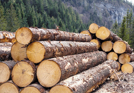 Anunț licitație lemne februarie 2019